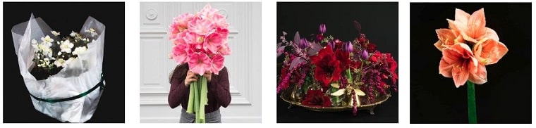 Best Flower Delivery Vienna | Doll's Blumen