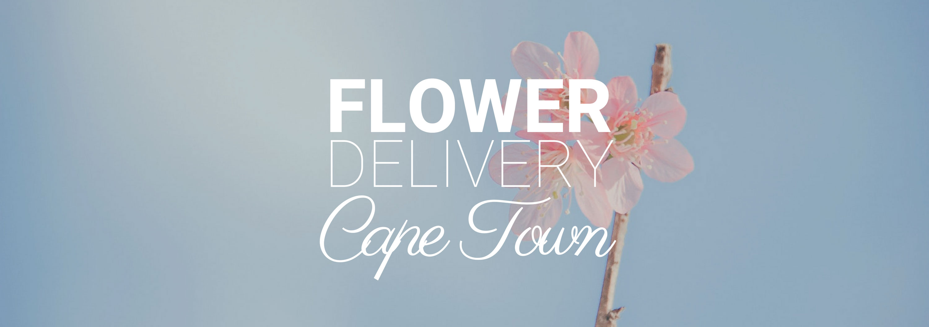 5 Best Options for Flower Delivery in Cape Town