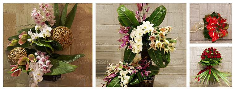 Best Flower Delivery Tehran | Cycas