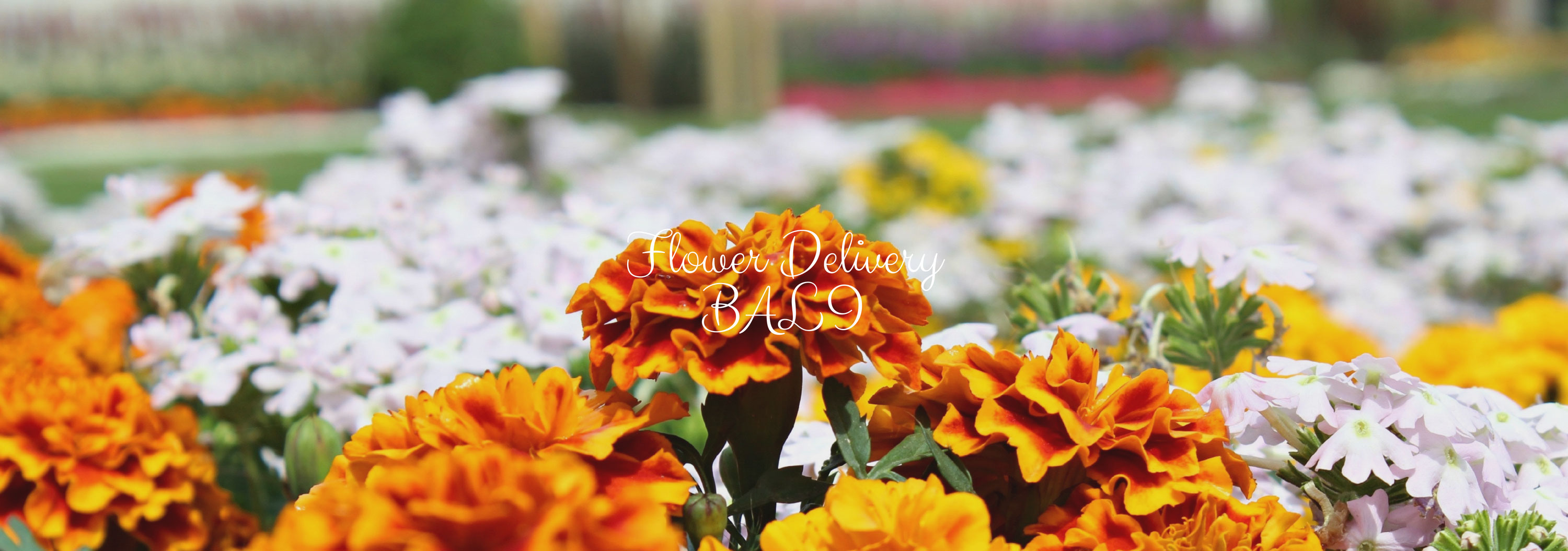 5 Best Options for Flower Delivery in Bali