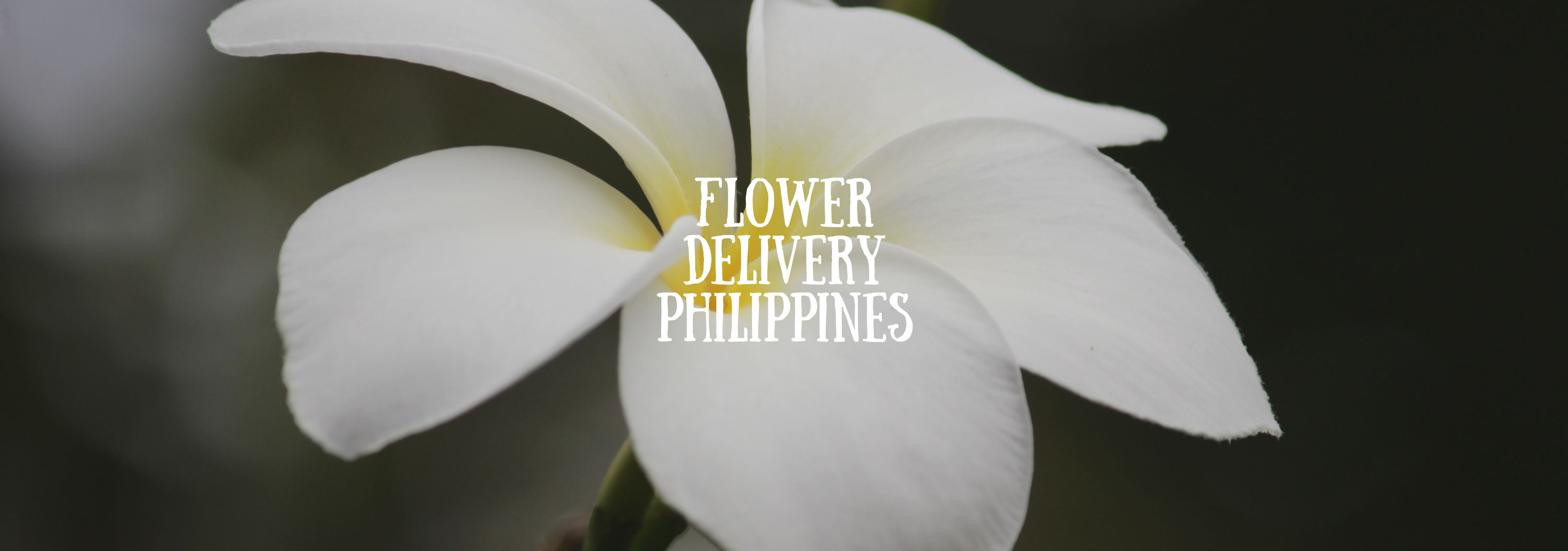 5 Best Options for Flower Delivery in the Philippines