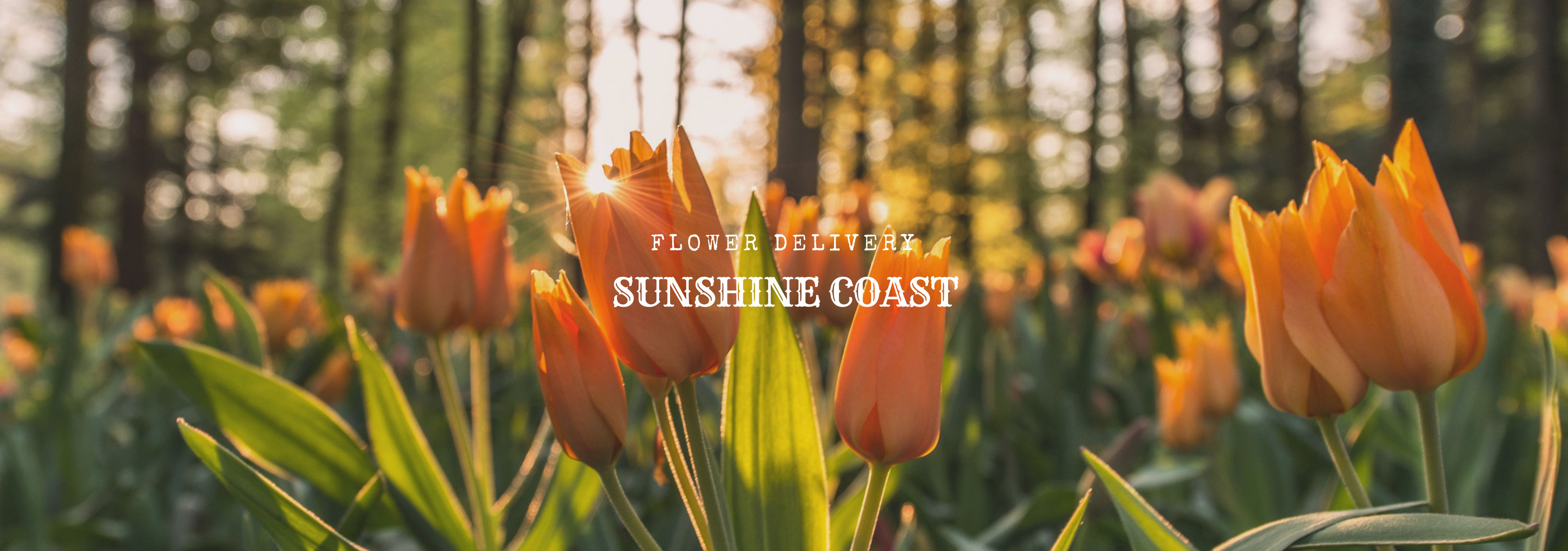 5 Best Options for Flower Delivery in Sunshine Coast