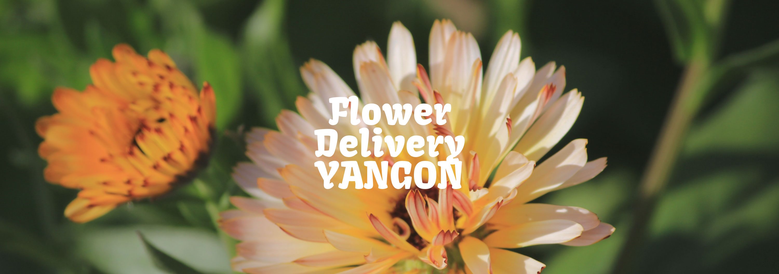 5 Best Options for Flower Delivery in Yangon