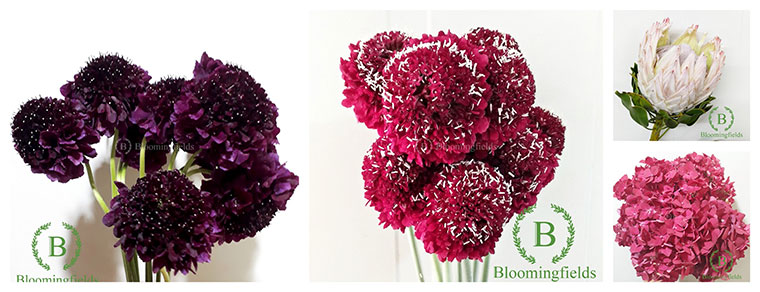 Best Flower Delivery Surabaya | Bloomingfields