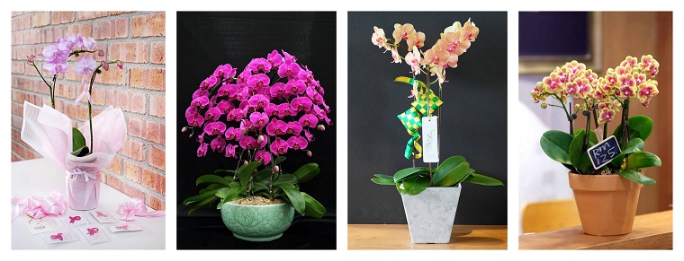 8 Best Florists In Bangsar For All Occasions 2021