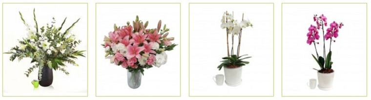 Best Flower Delivery Israel | BaLiZer