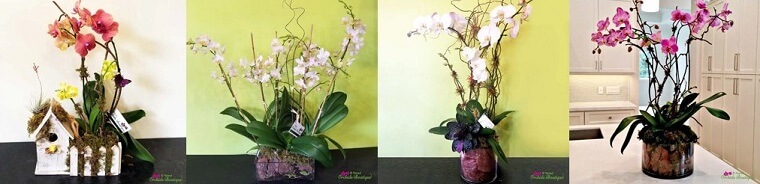 Best Flower Delivery Miami | Natural Orchids Boutique