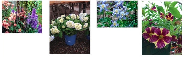 Best Flower Delivery Billings Montana | Garden Avenue