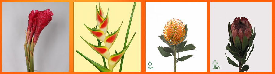 best flower delivery luxembourg - novea fleurs