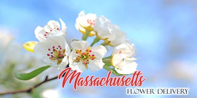 Best Flower Delivery Massachusetts