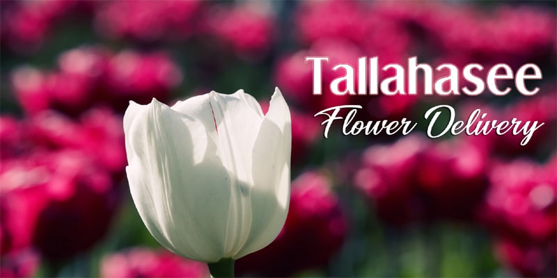 Best Flower Delivery Tallahassee