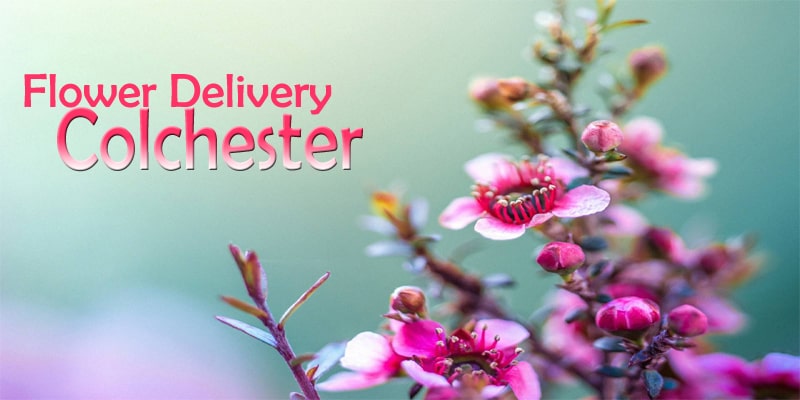 Best Flower Delivery Colchester