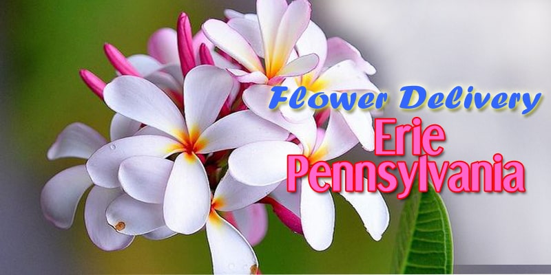 Best Flower Delivery in Erie Pennsylvania