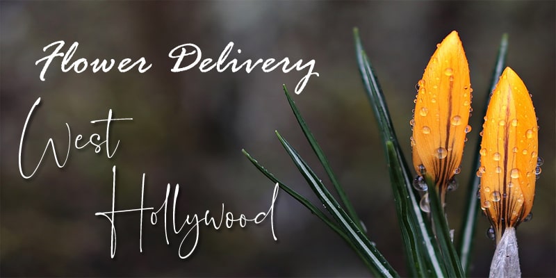 Best Flower Delivery West Hollywood