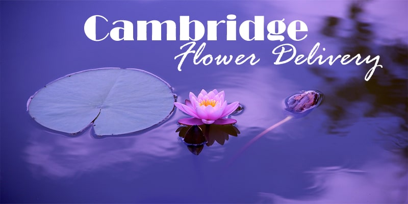 Best Flower Delivery Cambridge Massachusetts