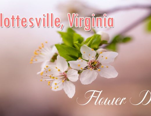 6 Best Flower Delivery in Charlottesville, VA