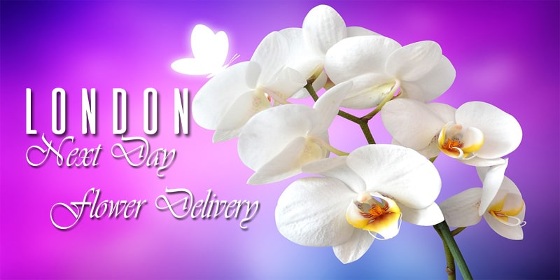 Best Next Day Flower Delivery London