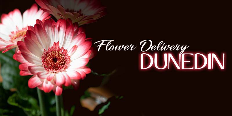 Best Flower Delivery Dunedin