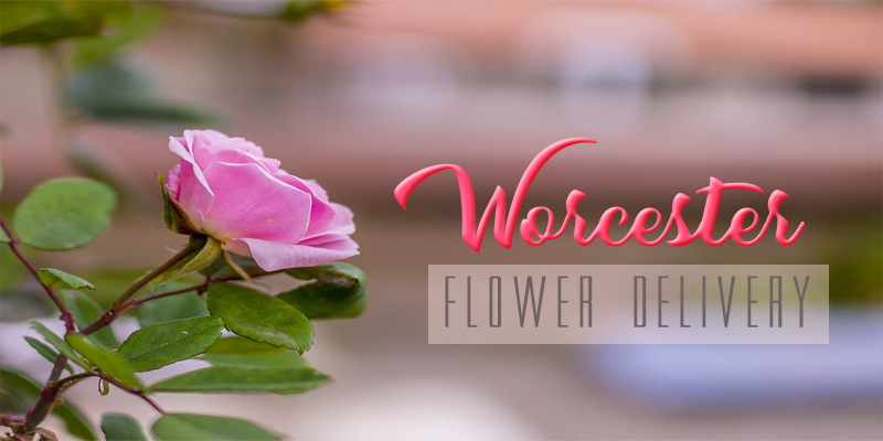 Best Flower Delivery Worcester Massachusetts