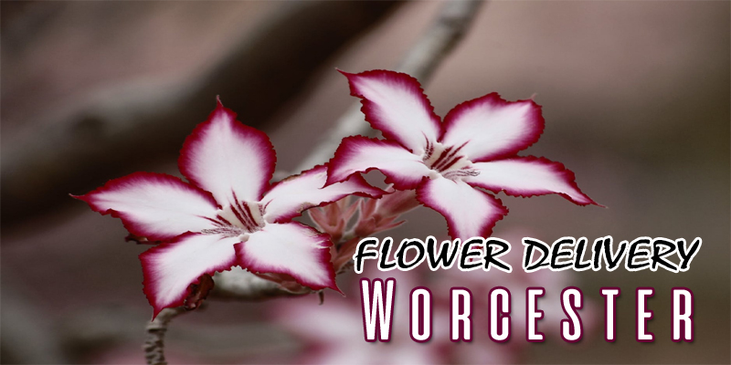 Best Flower Delivery Worcester