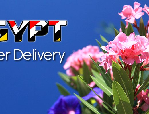 The 11 Best Options for Flower Delivery in Egypt