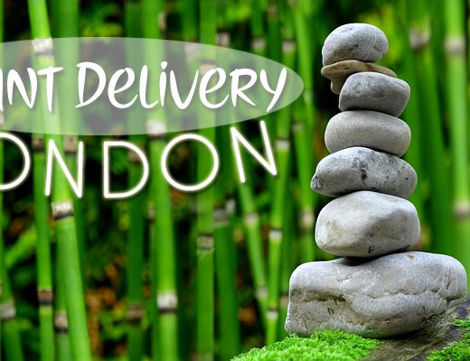 The 13 Best Options for Plant Delivery in London