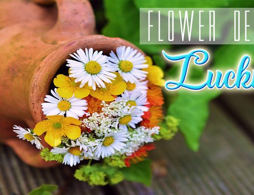 The 6 Best Options for Flower Delivery in Lucknow