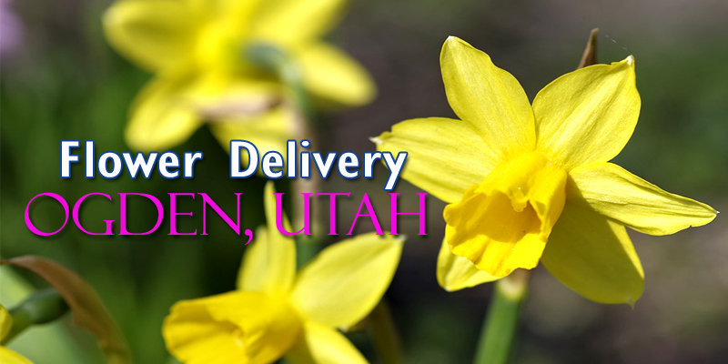 Best Flower Delivery Ogden Utah