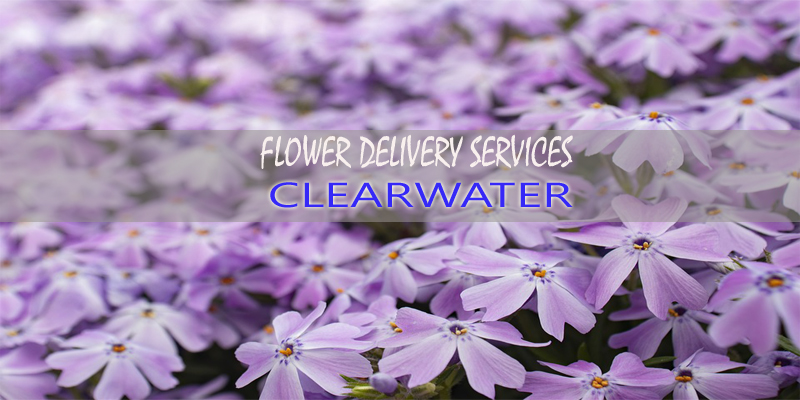 Best Flower Delivery Clearwater Florida