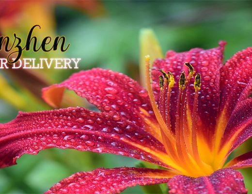 The 5 Best Options for Flower Delivery in Shenzhen