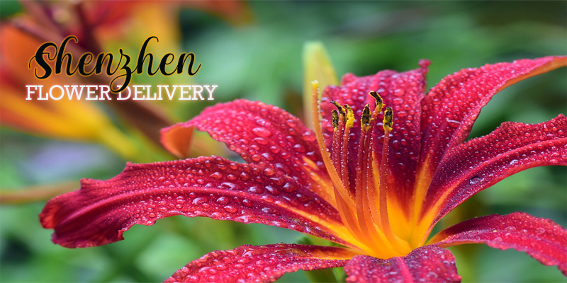 Best Flower Delivery Shenzhen