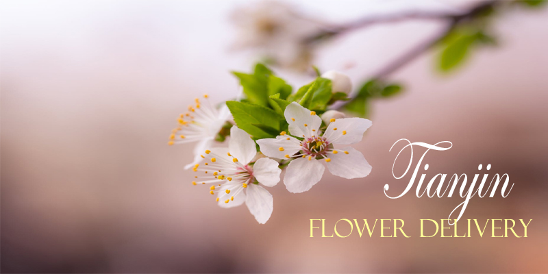 Best Flower Delivery Tianjin