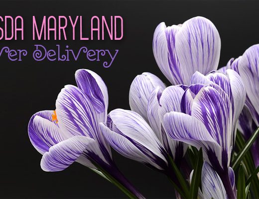 The 9 Best Options for Flower Delivery in Bethesda, Maryland