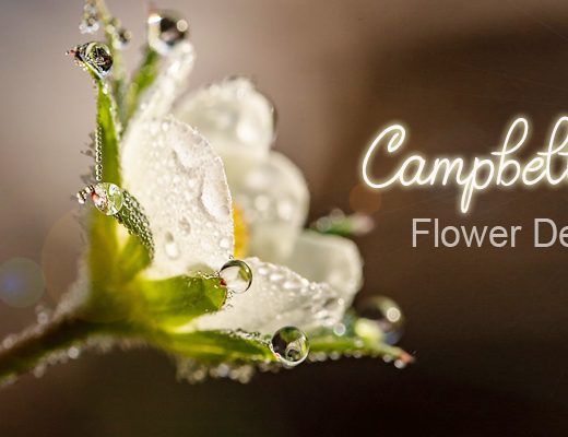 6 Best Flower Delivery in Campbelltown, NSW