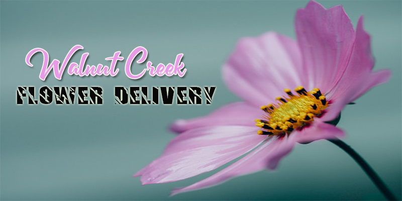 Best Flower Delivery Walnut Creek
