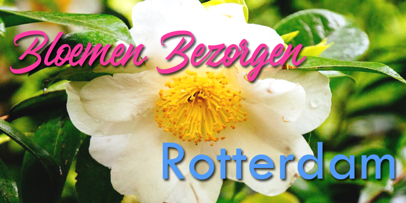 Beste Bloemenlevering Rotterdam