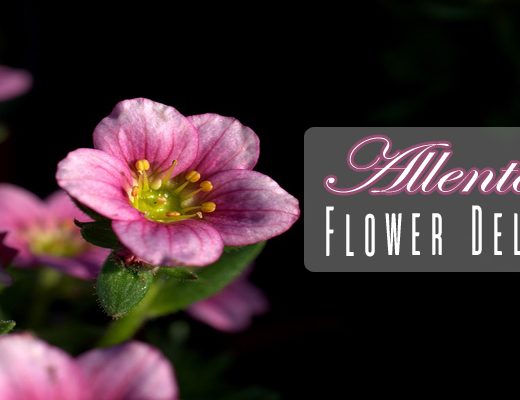 7 Picks for Best Flower Delivery in Allentown, PA