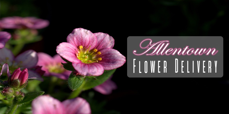 Best Flower Delivery Allentown Pennsylvania