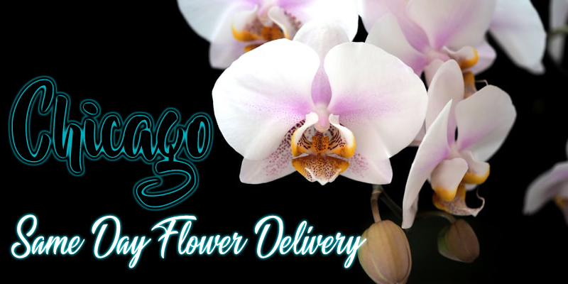 FLOWER DELIVERY CHICAGO