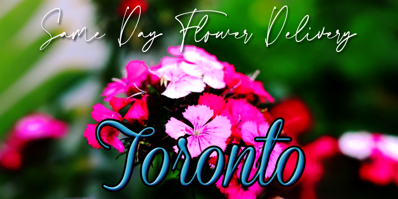 BEST WINE DELIVERY TORONTO