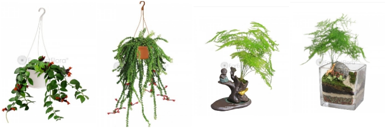 The 6 Best Options For Plant Delivery In Singapore Flower Delivery Reviews