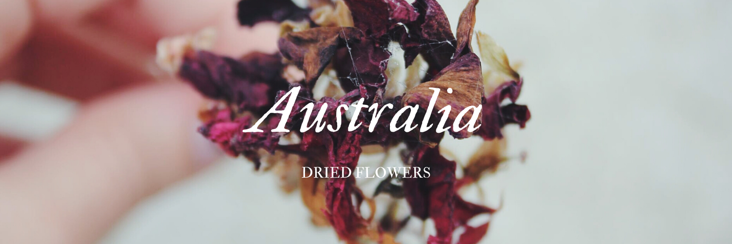 Dried Flowers Australia