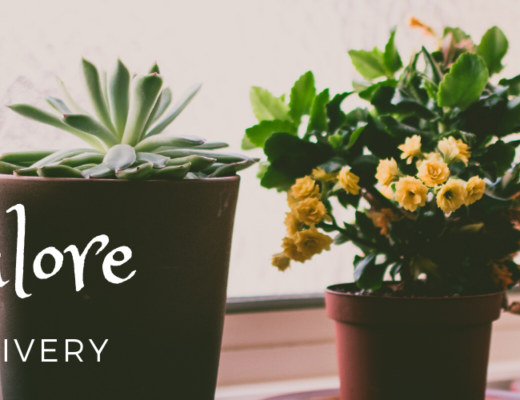 The 8 Best Options for Plant Delivery in Bangalore
