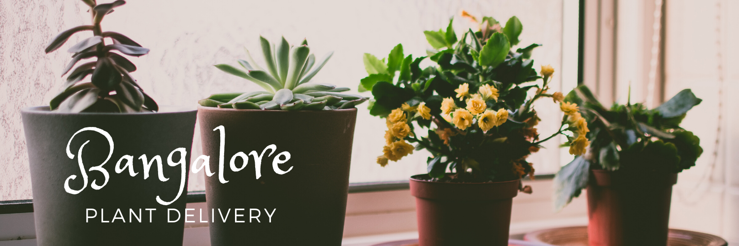 Plant Delivery Bangalore