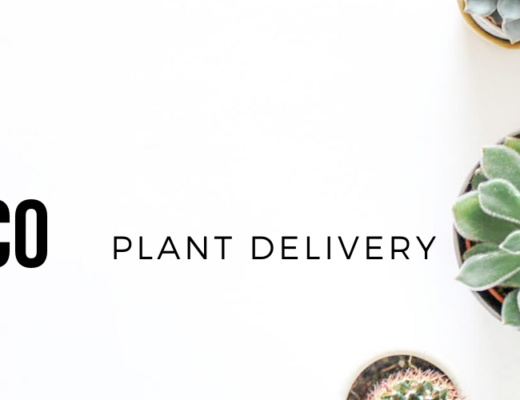 The 12 Best Options for Plant Delivery in San Francisco