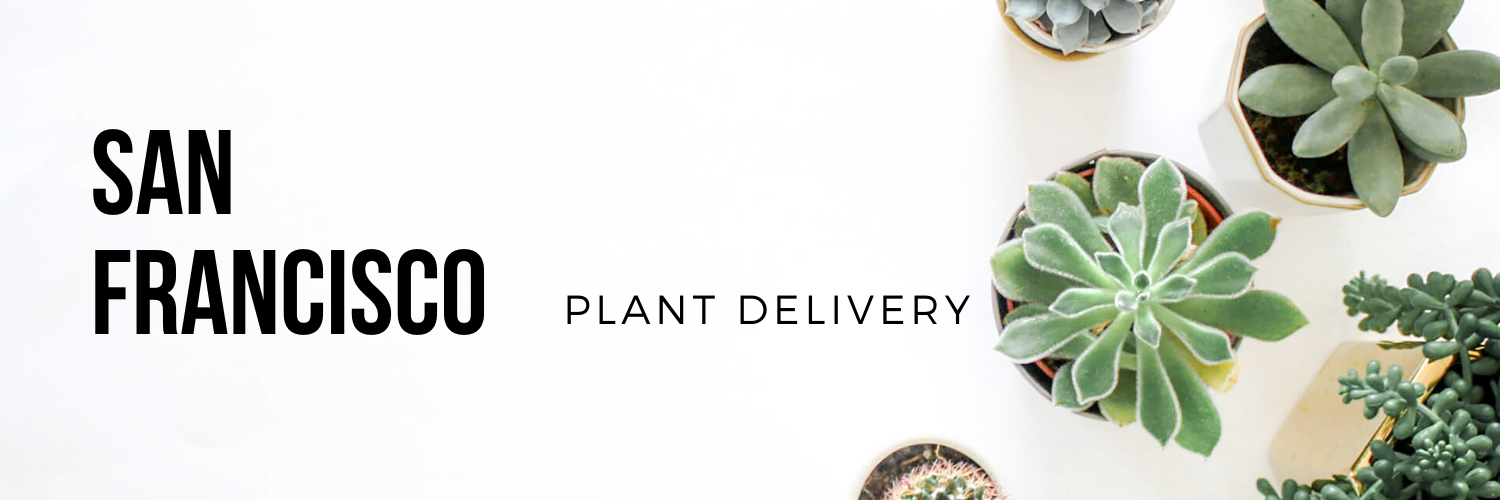 Plant Delivery SF