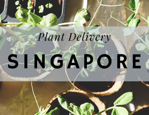 The 12 Best Options for Plant Delivery in Singapore