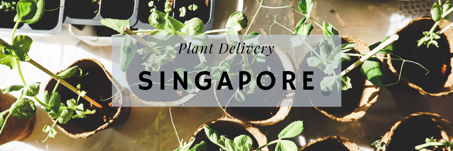 Plant Delivery SG