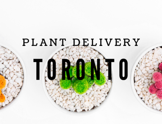 The 7 Best Options for Plant Delivery in Toronto