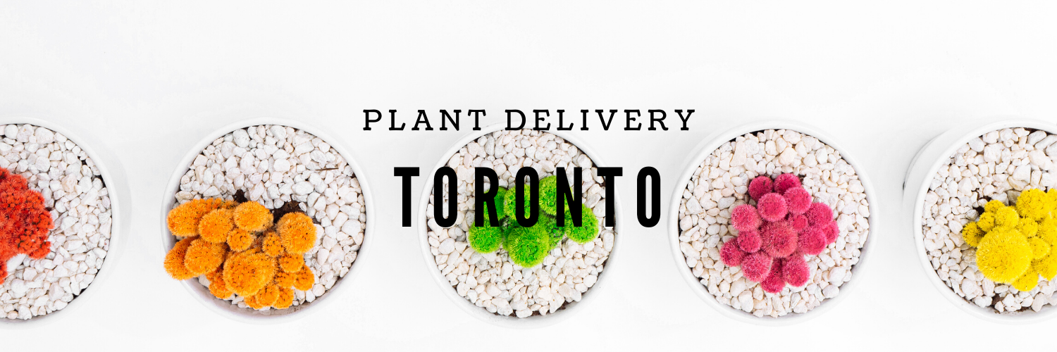 Plant Delivery Toronto
